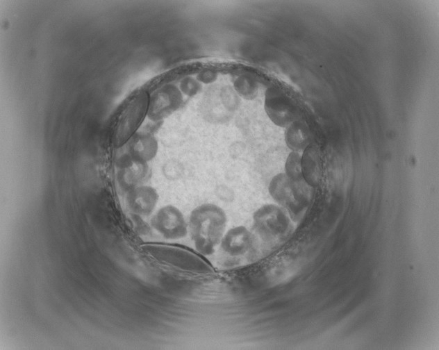X0000085821255200704132003