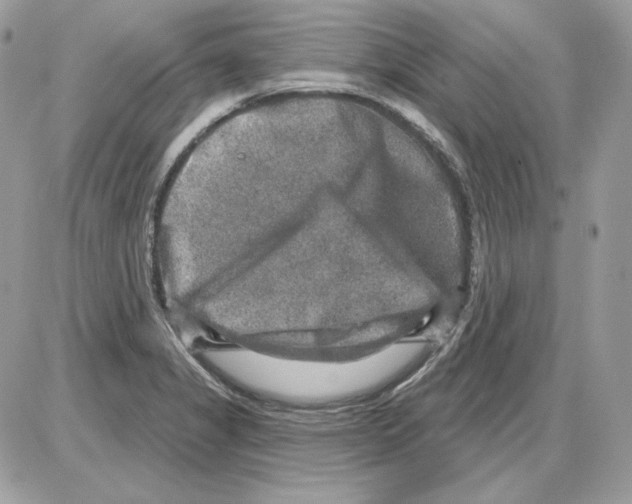 X0000085821325200704132002