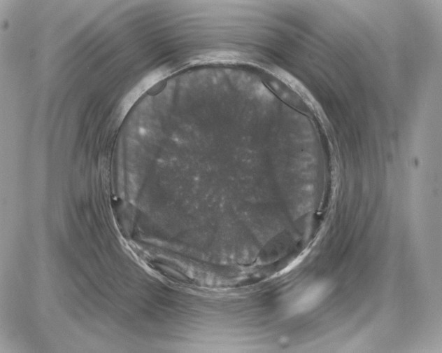 X0000085821337200704132002