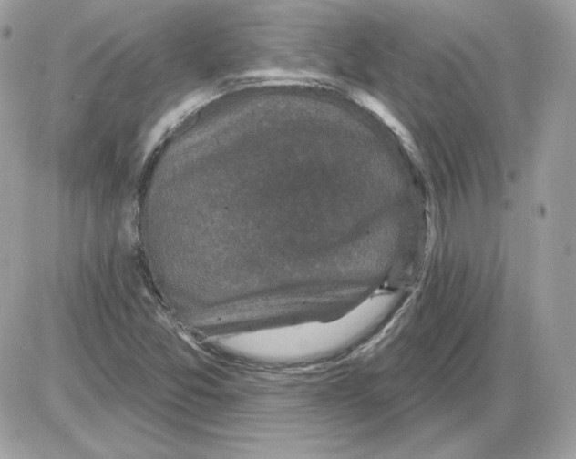 X0000085821357200704132001