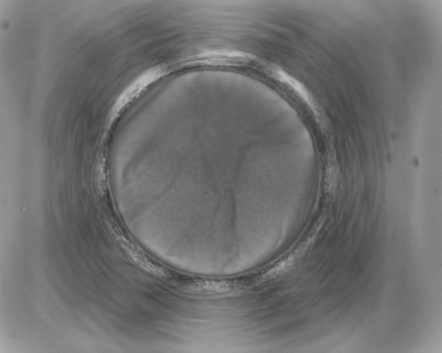 X0000085821362200704132001