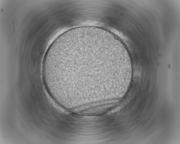 X0000085821423200704132000