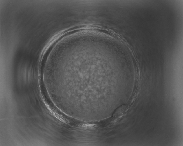X0000085830055200703161335