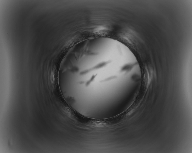 X0000085830424200703231424