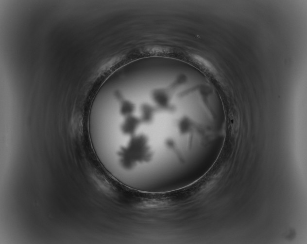 X0000085830447200703231424