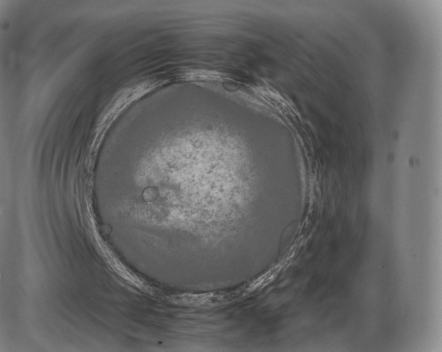 X0000085830049200703301629