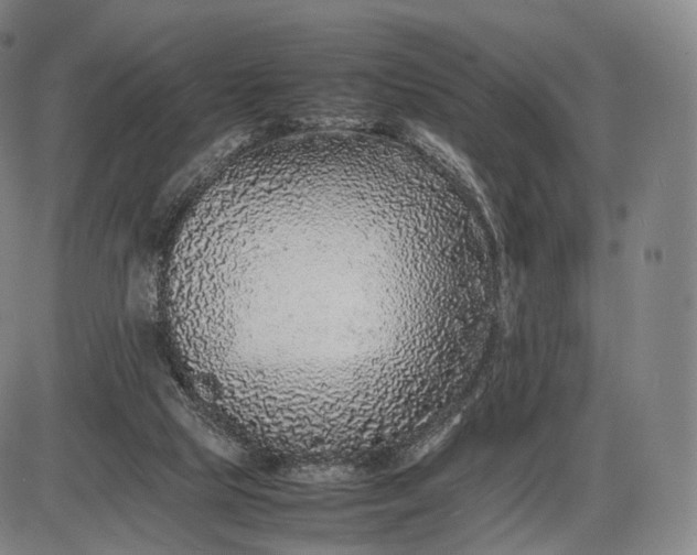 X0000085830065200703301630