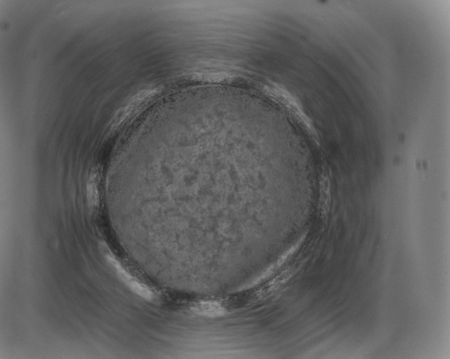 X0000085830114200703301629