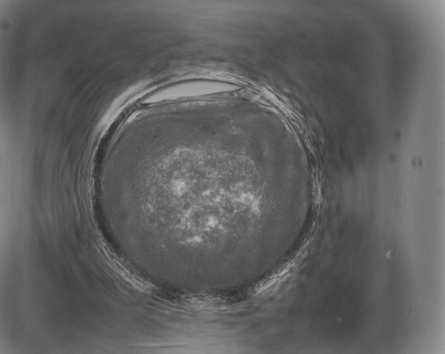 X0000085830199200703301628