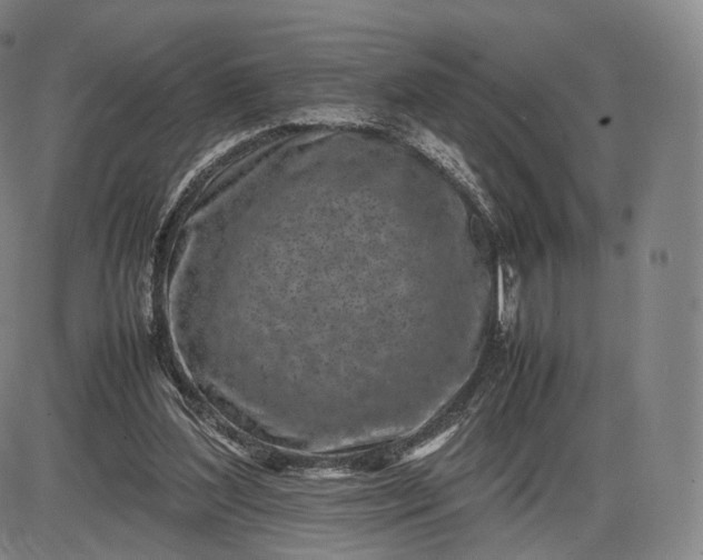 X0000085830204200703301628