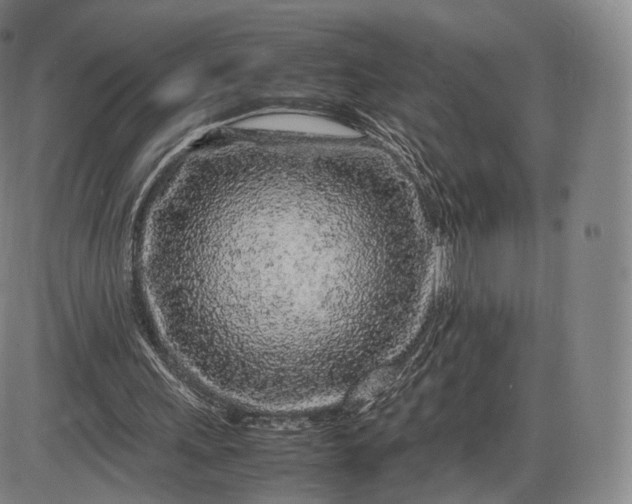 X0000085830243200703301626