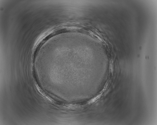 X0000085830293200703301626