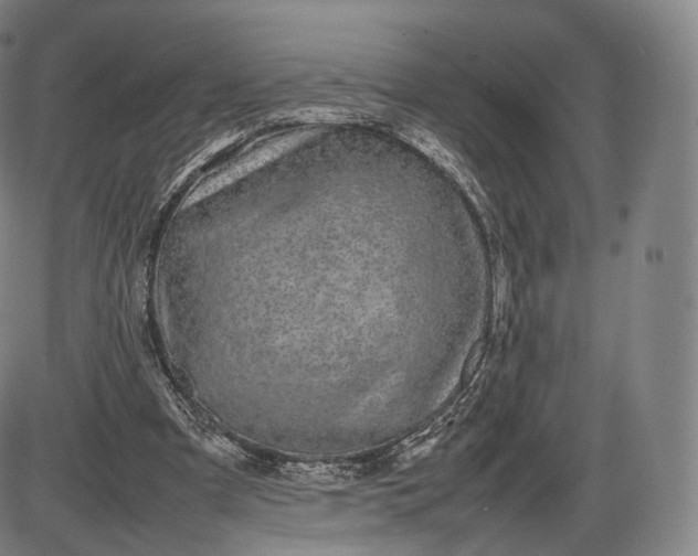 X0000085830297200703301626