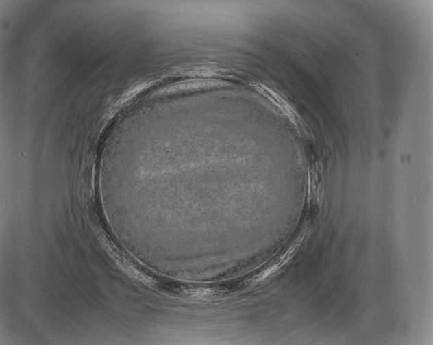 X0000085830301200703301626