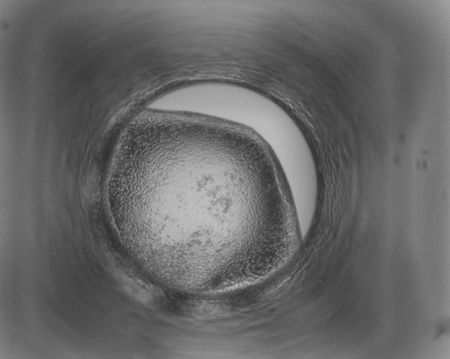 X0000085830303200703301626