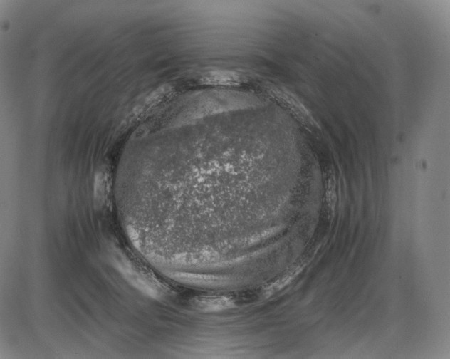 X0000085830322200703301626