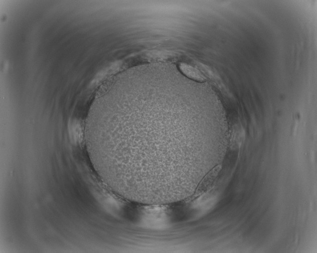 X0000085830335200703301625