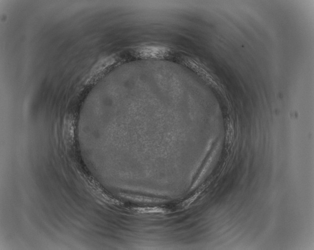 X0000085830363200703301625