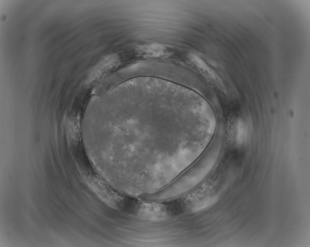 X0000085830376200703301625