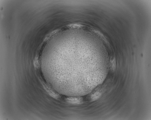 X0000085830381200703301625