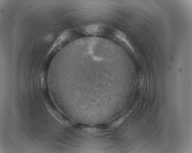 X0000085830408200703301624