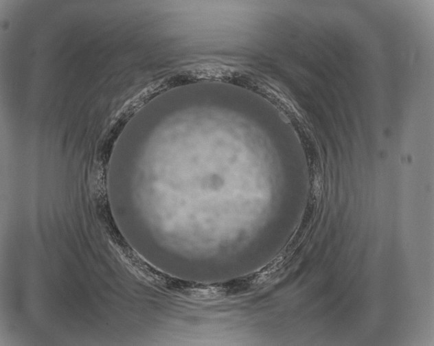 X0000085830411200703301624