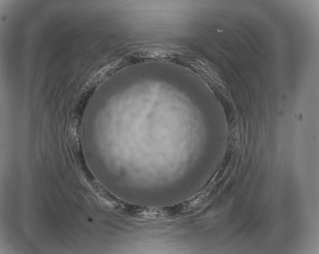 X0000085830415200703301624