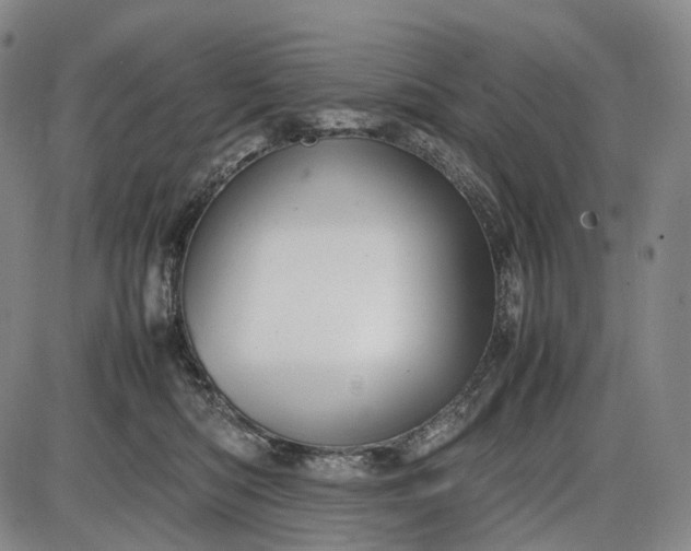 X0000085830422200703301624