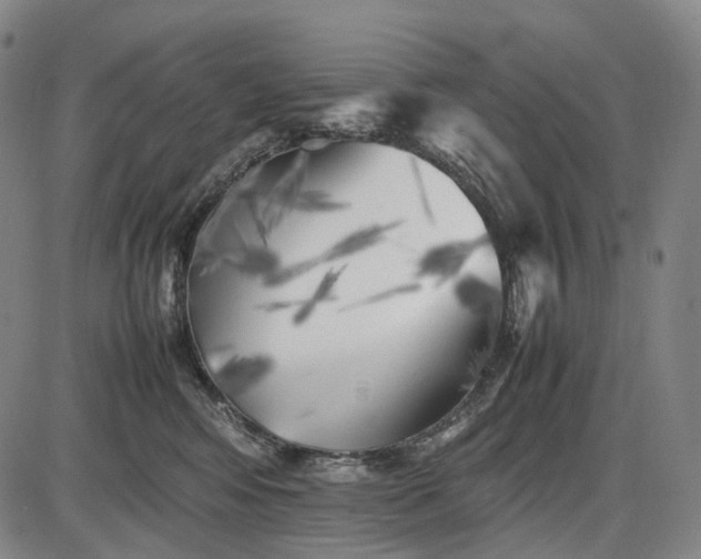 X0000085830424200703301624