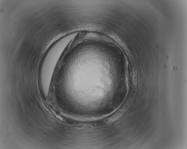 X0000085830434200703301623