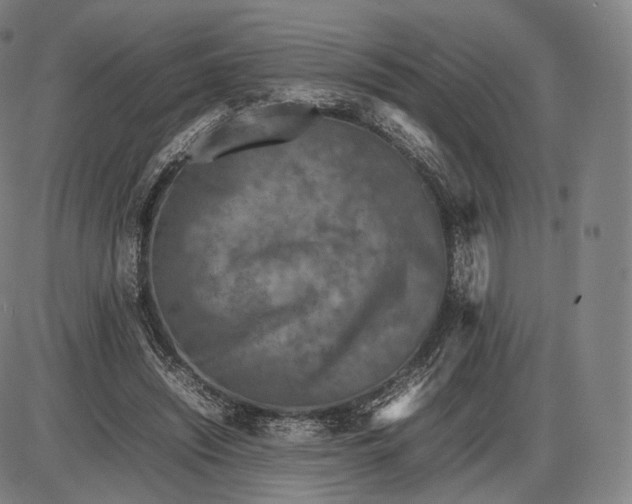 X0000085830444200703301623