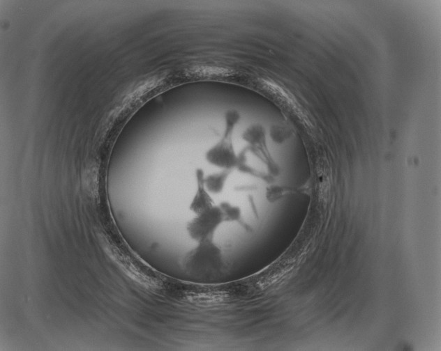 X0000085830447200703301623