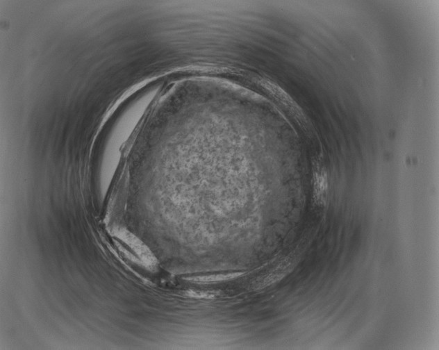 X0000085830484200703301623