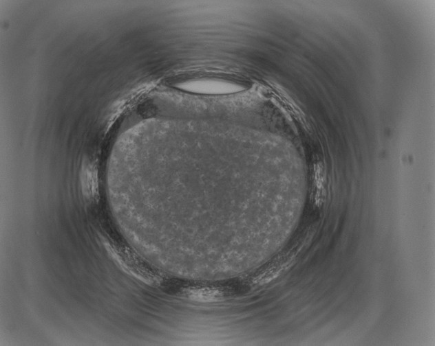 X0000085830500200703301623