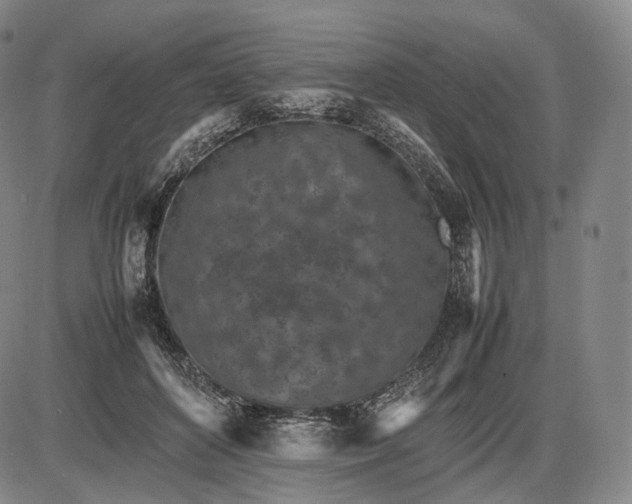 X0000085830504200703301623