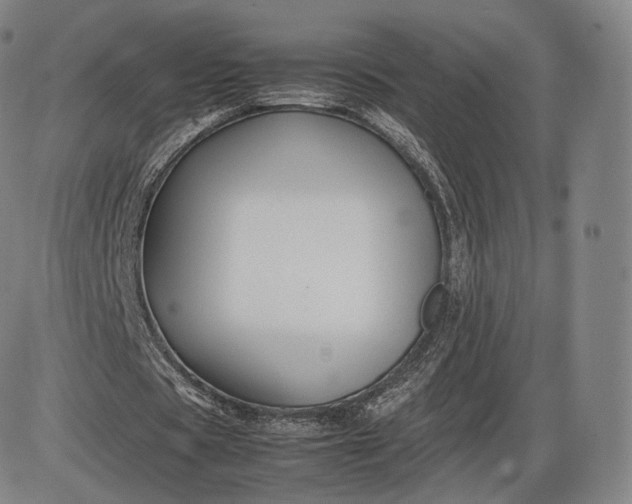 X0000085830529200703301621