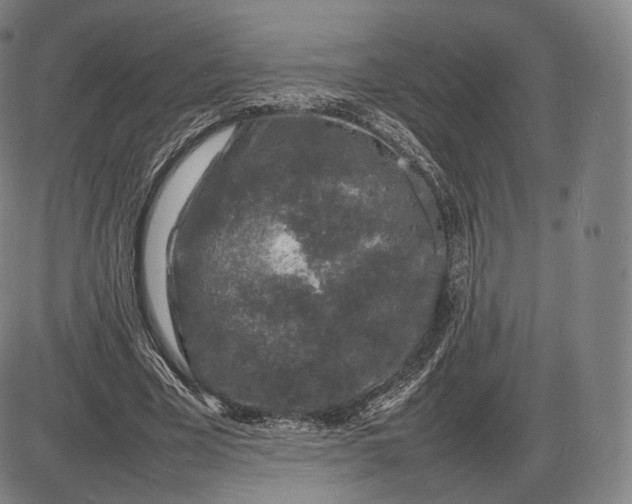 X0000085830585200703301621