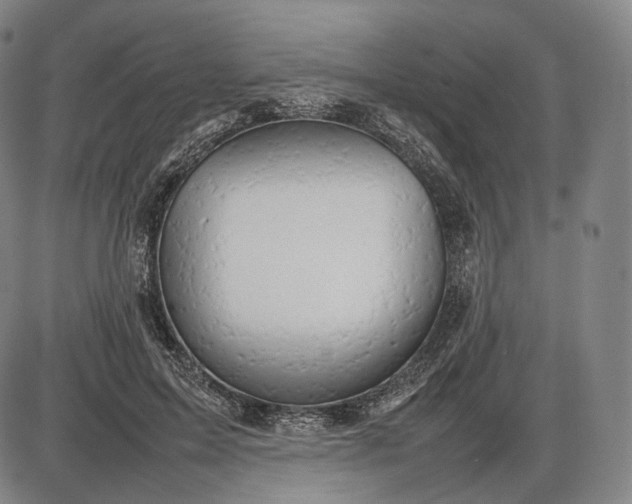 X0000085830599200703301621