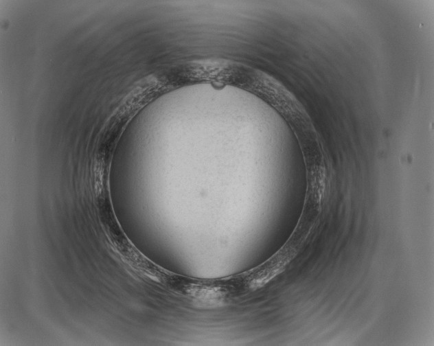 X0000085830602200703301621