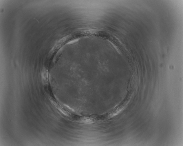 X0000085830624200703301621