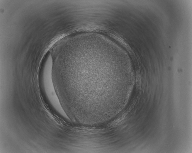 X0000085830626200703301620