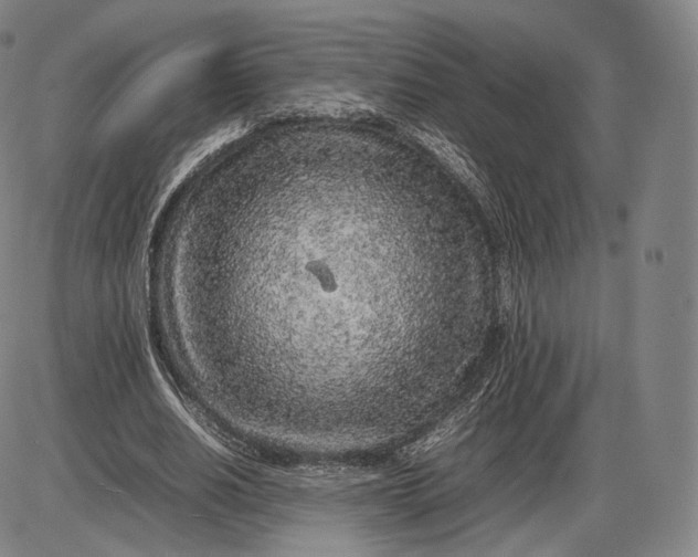 X0000085830630200703301620