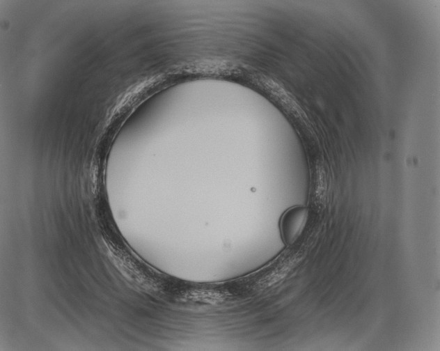 X0000085830636200703301620