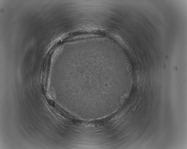 X0000085830640200703301620