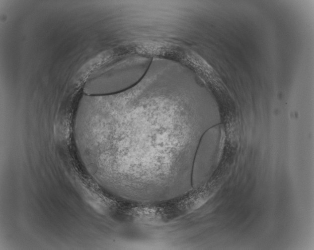 X0000085830687200703301620