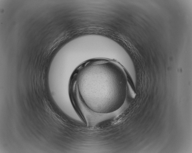 X0000085830696200703301619