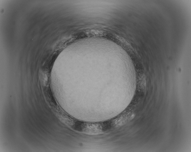 X0000085830709200703301619