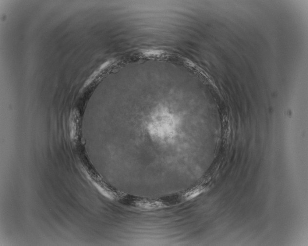 X0000085830712200703301619