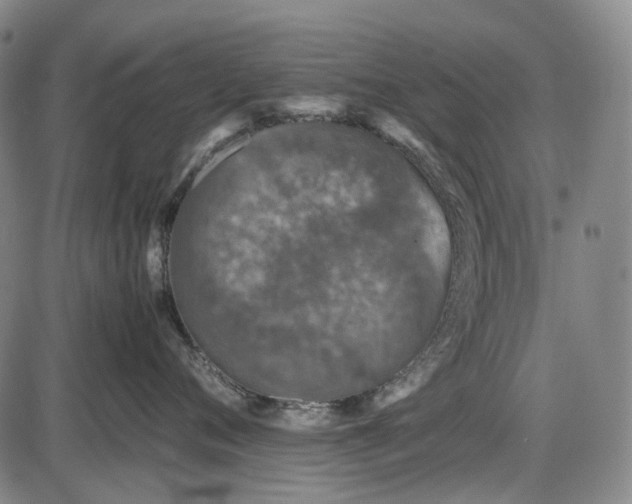 X0000085830720200703301619