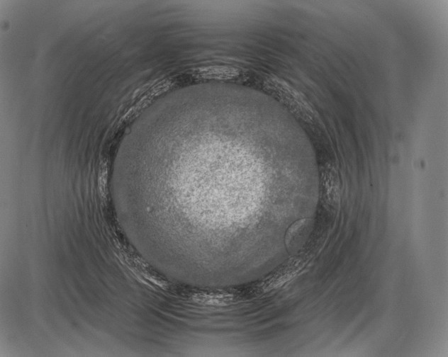 X0000085830745200703301619